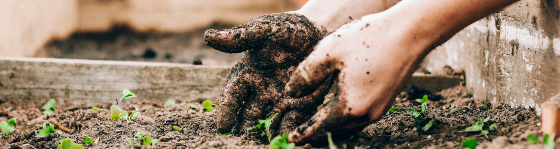 Hands covered in dirt while gardening.